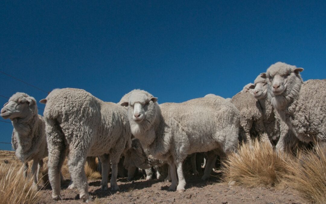 Bienestar animal en ovinos: Prevención de problemas ante la esquila preparto