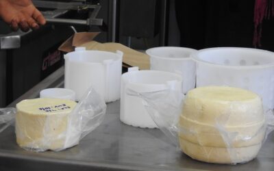 Círculo virtuoso: un tambo familiar doble propósito produce quesos