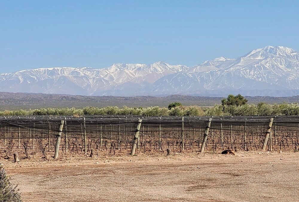 Vinos “orgánicos”: cómo produce la bodega que tiene la superficie de vid certificada más grande del país