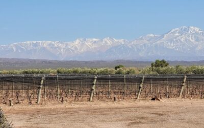 Vinos “orgánicos”: cómo produce la bodega que tiene la superficie de vid certificada más grande del país