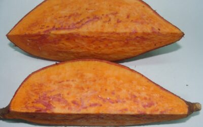 Batatas de pulpa naranja: evalúan el potencial antioxidante