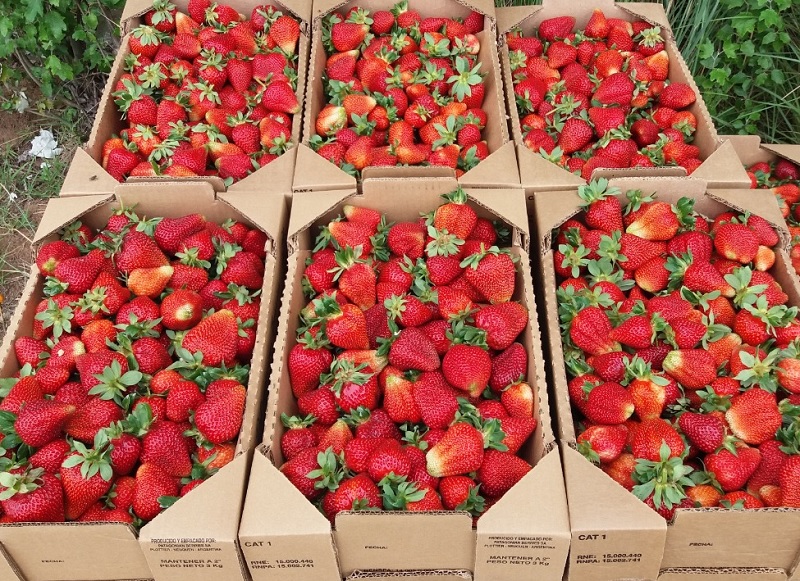 Tucumán lidera la producción y exportación de frutillas orgánicas