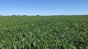 La Bolsa de Cereales volvió a reducir la estimación de producción de trigo