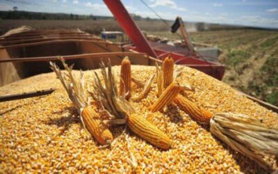 Medidas que quieren ser de alivio: la Secretaría de Agricultura prorrogó los vencimientos de las exportaciones de maíz