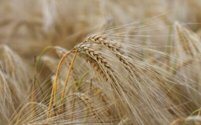 El martes 15 se rematará en la Bolsa de Cereales de Córdoba el primer lote de trigo de la campaña