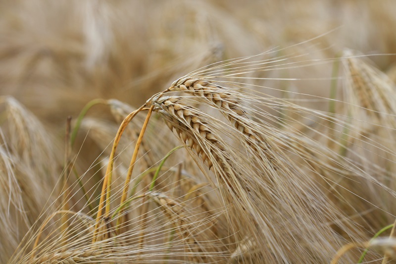 Números finales: se sembraron 6,1 millones de hectáreas de trigo,
