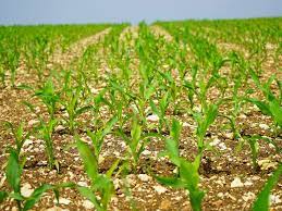 La falta de lluvias en el Norte del país interrumpe la siembra de girasol y afecta la condición del trigo