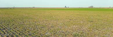 Las lluvias son insuficientes para recuperar las reservas y el trigo camina a su peor cosecha en 7 años