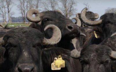 ¿Sabía usted que existe un tambo de búfalas que elabora lácteos de primera calidad en plena provincia de Buenos Aires?