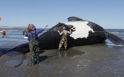 Ya son 13 las ballenas muertas en Chubut