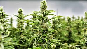 Diferencias en Diputados por la adhesión santafesina a la ley de cannabis medicinal