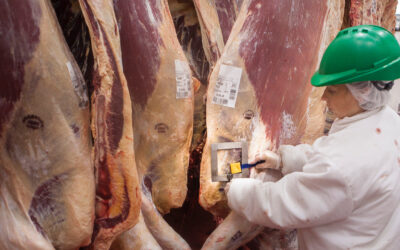 La faena del primer mes del año 2023 se ubicó en aproximadamente 1,185 millones de cabezas de ganado bovino procesadas