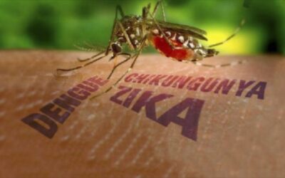 Ante la amenaza de un nuevo brote de dengue…¿qué sabemos del aedes aegypti?