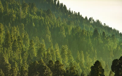 COP 27: La Mesa de Carbono Forestal Nacional impulsa un debate para lograr la “carbono neutralidad”