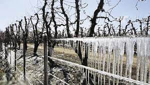 La última helada registrada de hasta -5 Cº afectó los viñedos de Río Negro