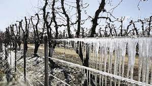 Prevén temperaturas bajo lo normal, luego débil ascenso térmico y lluvias variadas