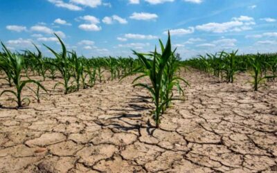 En el país, hay siete millones de hectáreas afectadas por la severa sequía