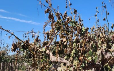 La Niña hace fuerza para no irse: al menos hasta enero, seguirá el déficit de lluvias