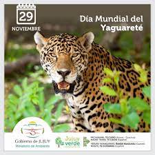Día del Yaguareté: el partido decisivo que enfrenta el felino más grande de nuestro país