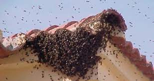 Medidas a tomar ante la aparición de enjambres de abejas en barrios o viviendas