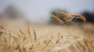 Trigo: fuerte suba del grano a raíz de la preocupación por el clima y las recompras de los productores