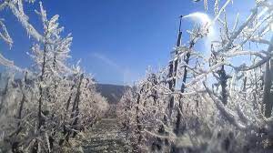 Declaran la emergencia agropecuaria por las últimas heladas registradas en Mendoza
