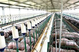 Resultados económicos en granjas de producción intensiva de cerdos