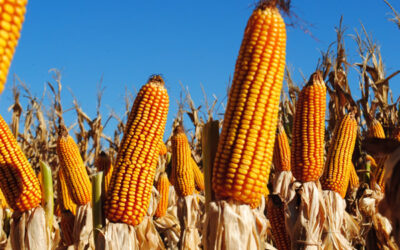El maíz de siembra tardía es mayoría y la genética busca consolidar su manejo agronómico