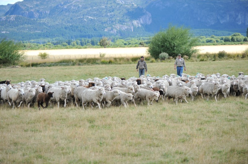 Patagonia: Medidas para fortalecer la prevención y detección de sarna ovina
