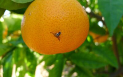 Áreas libres de Mosca de los frutos: Medidas para el ingreso de fruta fresca cítrica hospedante