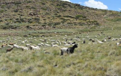 Perspectiva agroclimática: Moderado calor con lluvias de variada intensidad