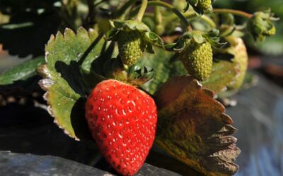 El INTA acompaña la producción de frutilla en Salta