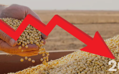 Fuerte Reducción de oferta de soja para el 2023