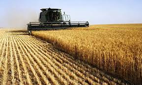La cosecha cubre el 42,1 % de la superficie apta de trigo