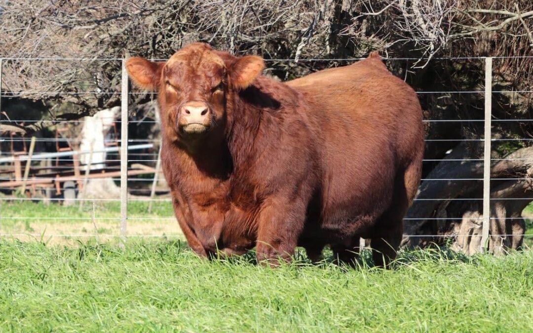 Mateo, el Angus argentino campeón mundial: ¿cómo se logra un “Messi” de los toros?