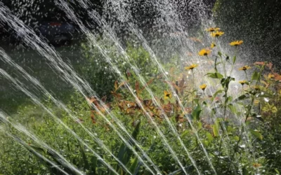 Cómo lograr un buen riego en verano y mantener las plantas siempre hidratadas