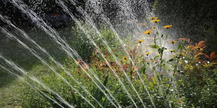 Cómo lograr un buen riego en verano y mantener las plantas siempre hidratadas