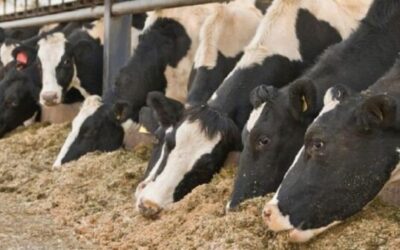Sequía y deficiencia de fibra en dietas de vacas lecheras