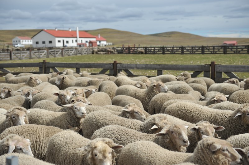 Desarrollan un alimento balanceado para ovinos patagónicos