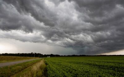 Las lluvias mejoraron las posibilidades de los cultivos en las zonas afectadas por la sequía