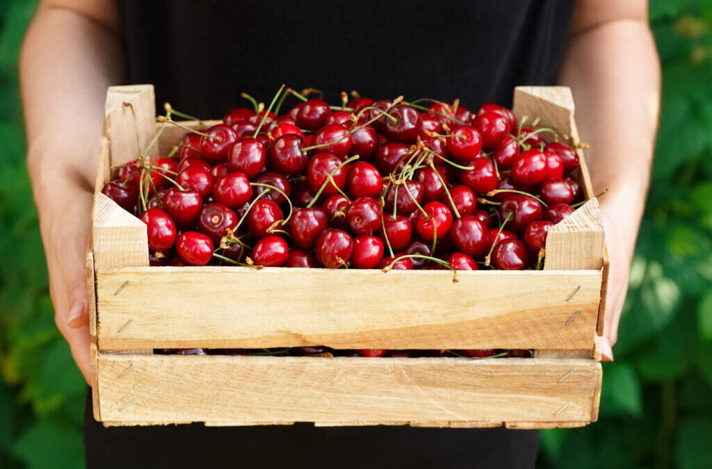 E-commerce y variaciones en precios de las cerezas en el mercado chino