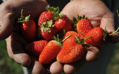 Las frutillas chaqueñas llegan a todo el país