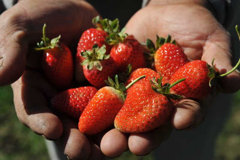 Las frutillas chaqueñas llegan a todo el país