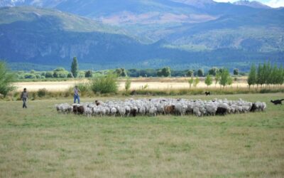 Ovinos: evalúan el efecto del descanso en el pastoreo rotativo