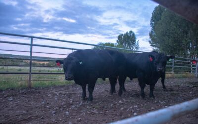 Histórico: Se concretó la primera exportación de bovinos en pie con destino a Chile