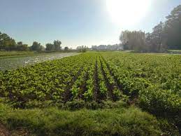¿Cuan sustentable es el Agro argentino?