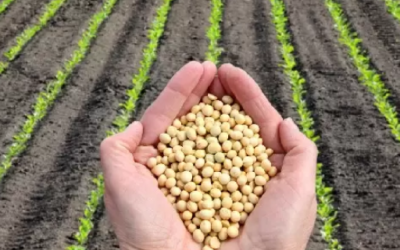 Mermas sobre los Núcleos sojeros reducen la proyección de la Bolsa de Cereales a 38 millones de toneladas