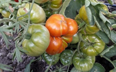 La Estación Experimental MDA Gorina será sede de la tradicional fiesta del tomate platense