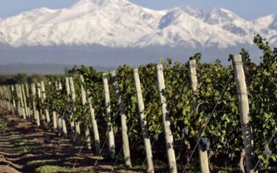 Argentina es el primer país vitivinícola del mundo en tener toda su superficie caracterizada y con la información de libre acceso