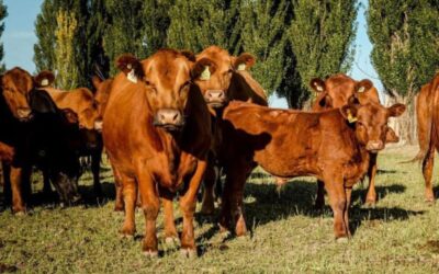 Producción de remolacha forrajera para complementar las dietas de las vacas